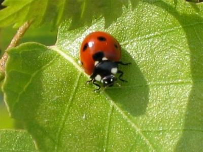 Жизнь так называемых божьих коровок